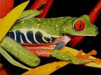 Screenshot of Frogs