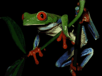 Small screenshot 2 of Frogs