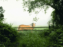 Small screenshot 1 of Horse in the Mist