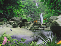 Screenshot of Jungle Waterfall
