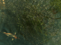 Small screenshot 3 of Koi Fish 3D