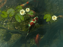 Small screenshot 2 of Koi Pond Garden 3D