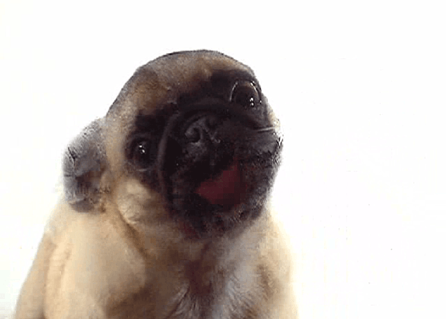Dog Licking Screen Screensaver for Windows - Screensavers Planet