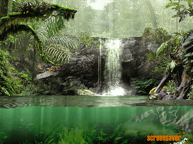 Fascinating Rainforest Screensaver for Windows - Screensavers Planet