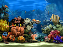 Living Marine Aquarium 2 Screensaver for Windows - Living Marine Aquarium 2 1