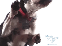 Small screenshot 2 of Must Love Dogs #1