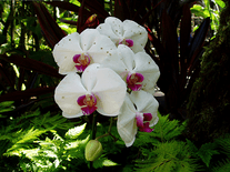 Small screenshot 3 of Orchids