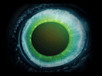 Small screenshot 2 of Pendulum Witchcraft Eyeball
