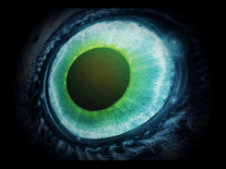Small screenshot 3 of Pendulum Witchcraft Eyeball