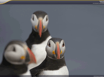 Small screenshot 1 of Polar Animals