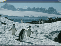 Small screenshot 3 of Polar Animals