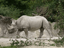 Small screenshot 2 of Rhinoceros
