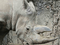 Small screenshot 3 of Rhinoceros