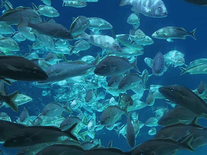 Click to enlarge Small screenshot 1 of Sea Fish