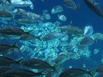Click to enlarge Small screenshot 2 of Sea Fish