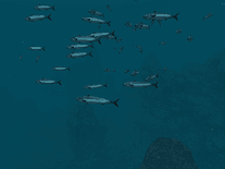Small screenshot 3 of Sharks 3D