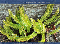 Small screenshot 2 of Species At Risk
