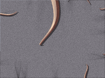 Small screenshot 2 of Tentacle