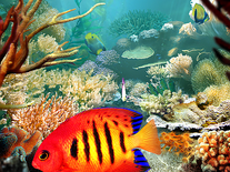 Small screenshot 3 of Tropical Fish 3D