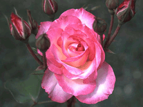 Screenshot of Virtual Bouquet